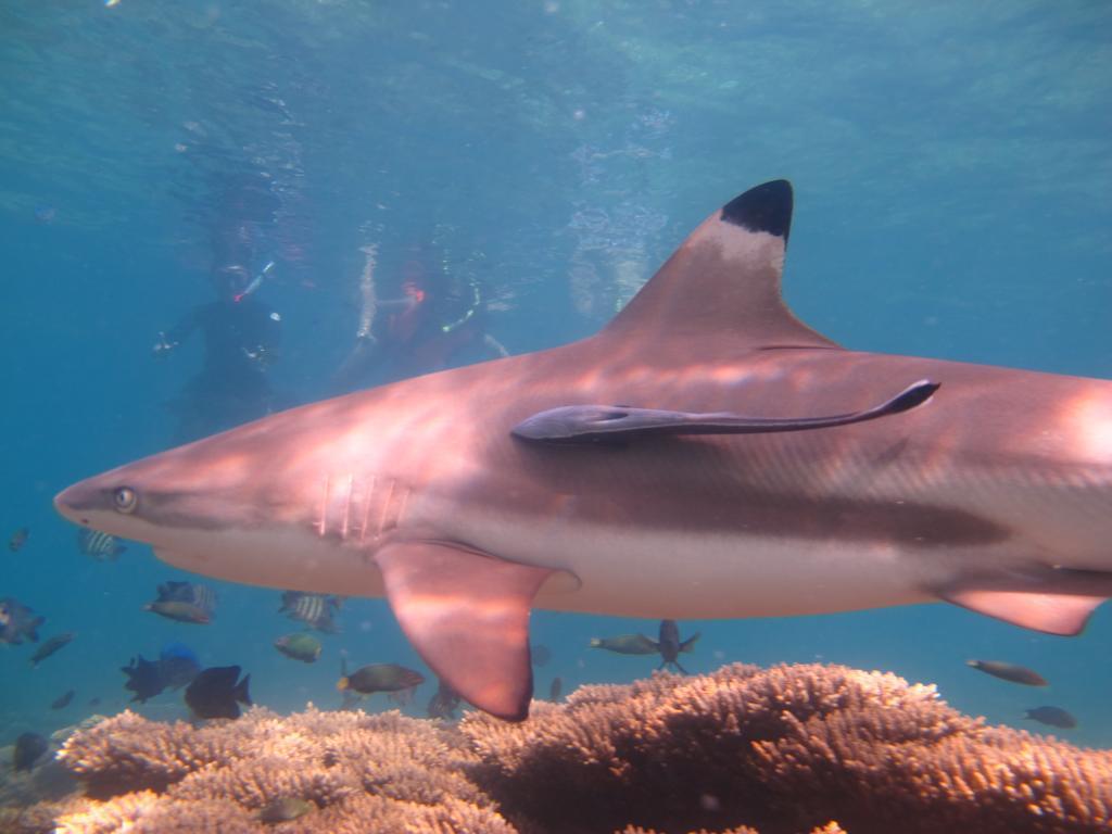 Ombak Dive Resort Perhentian Island Pulau Perhentian Kecil ภายนอก รูปภาพ