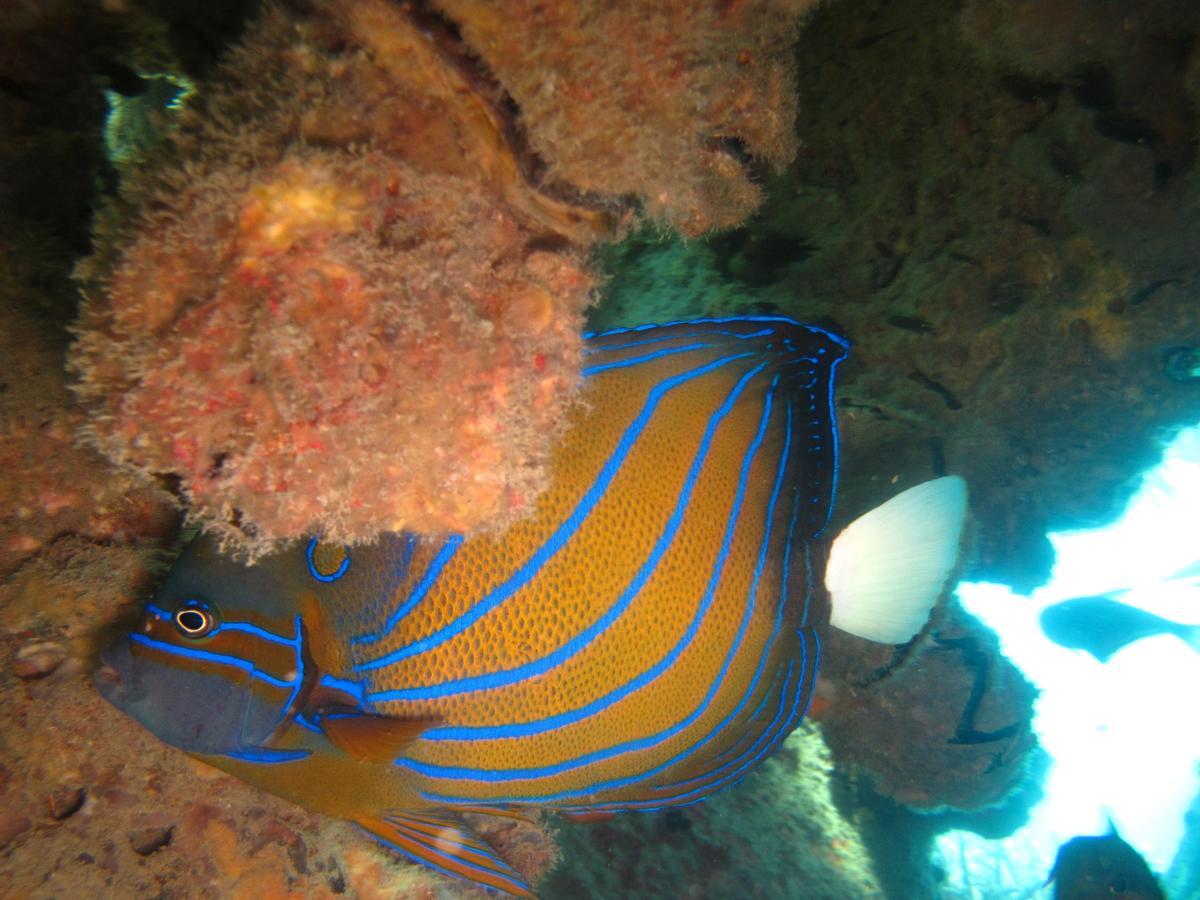 Ombak Dive Resort Perhentian Island Pulau Perhentian Kecil ภายนอก รูปภาพ